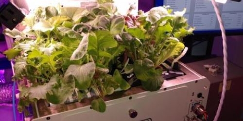 Astronautka NASA na ISS sklízí zeleninu vypěstovanou bez zeminy | Foto: NASA
