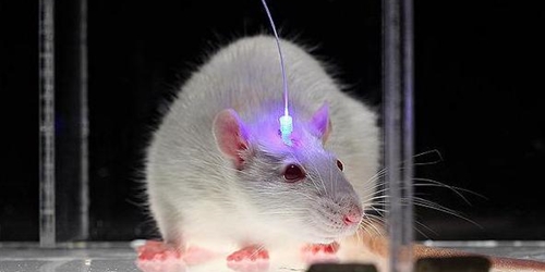 Lékaři vrátili vzpomínky myším s Alzheimerem pomocí laseru