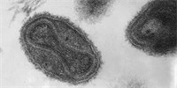 Hrozí návrat pravých neštovic? Kontroverzní výzkum vyvolal spory mezi mikrobiology