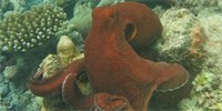 I chobotnice mají záchvaty vzteku. „Fackují“ během nich ryby