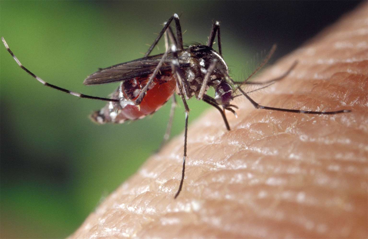 Galerie - Geneticky modifikovaní komáři nesou smrtící vlohu. Vypustili je na Floridě – VTM.cz